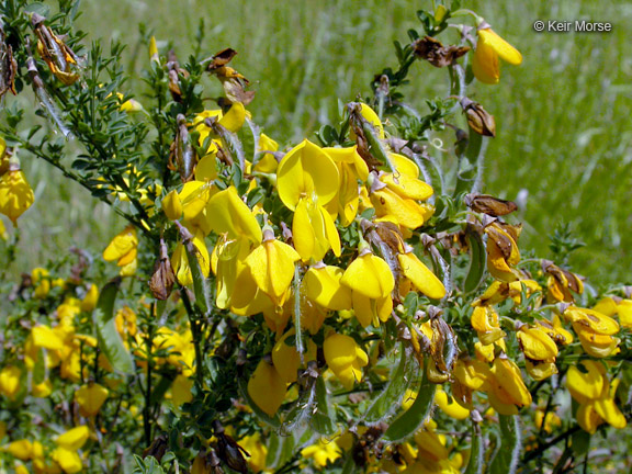 Cytisus scoparius ssp. scoparius