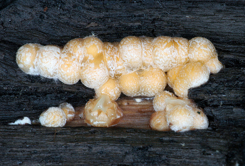 Sphaerobolus stellatus Sphaerobolus stellatus