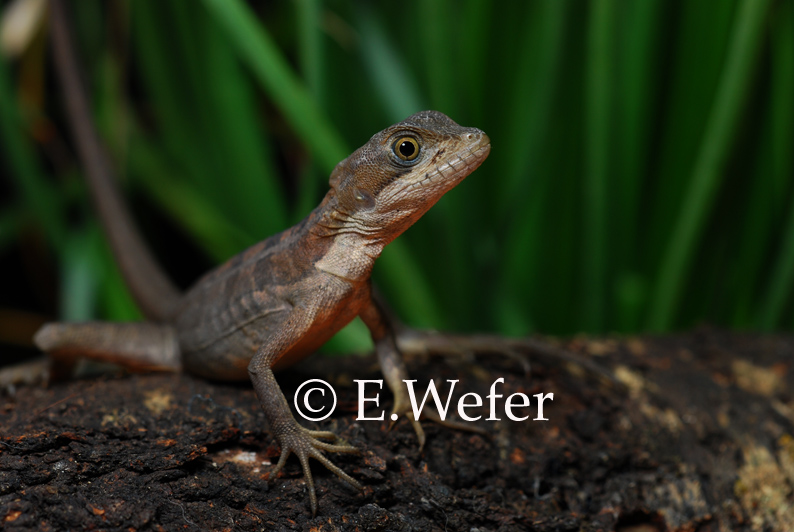 Basiliscus basiliscus Basiliscus basiliscus