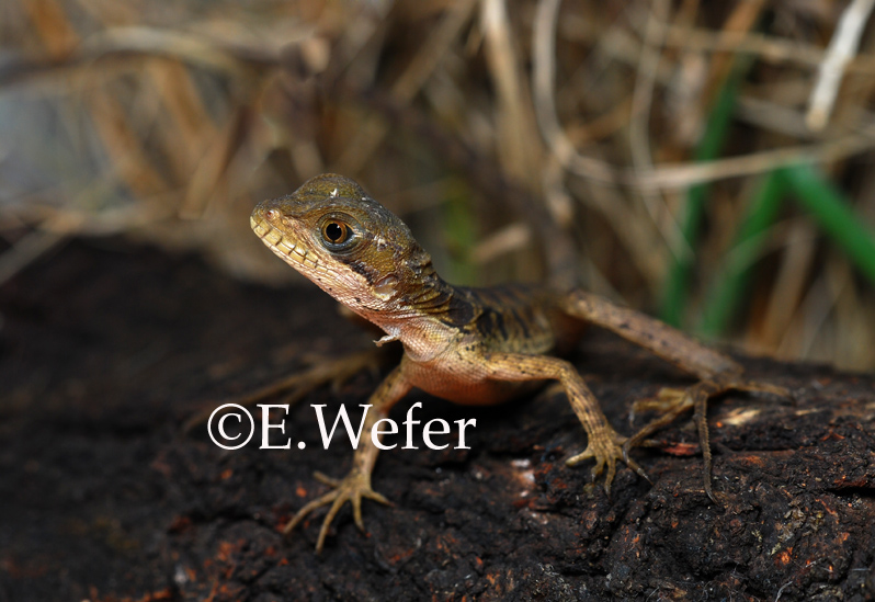 Basiliscus basiliscus Basiliscus basiliscus
