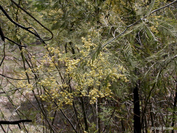 Acacia dealbata