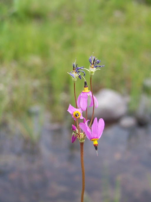 Primula pauciflora var. pauciflora Primula pauciflora var. pauciflora