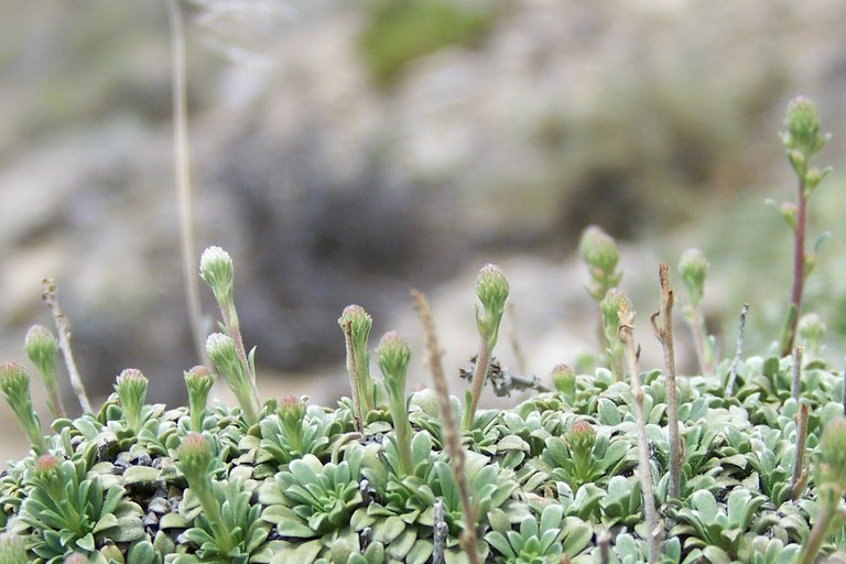 Petrophytum caespitosum Petrophytum caespitosum