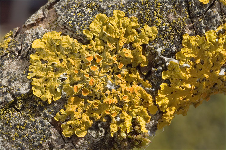 Xanthoria parietina