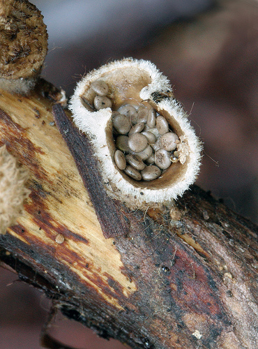 Nidula niveotomentosa Nidula niveotomentosa