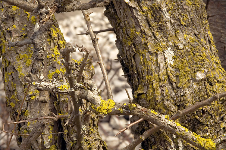 Candelaria concolor