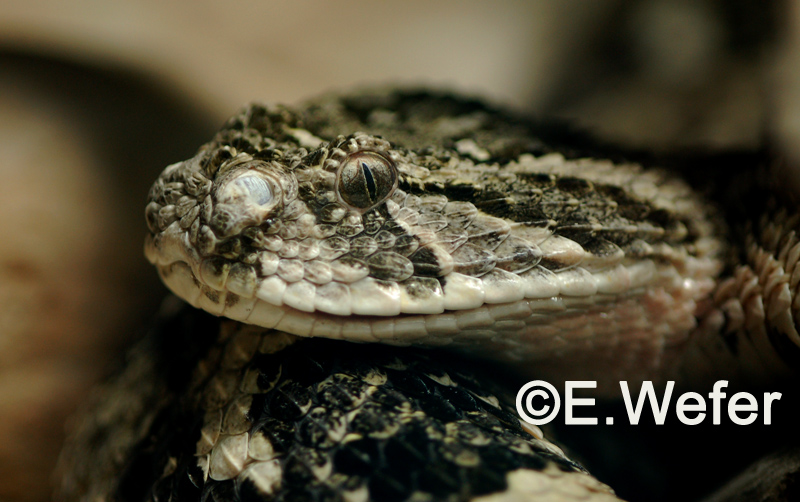 Bitis arietans
