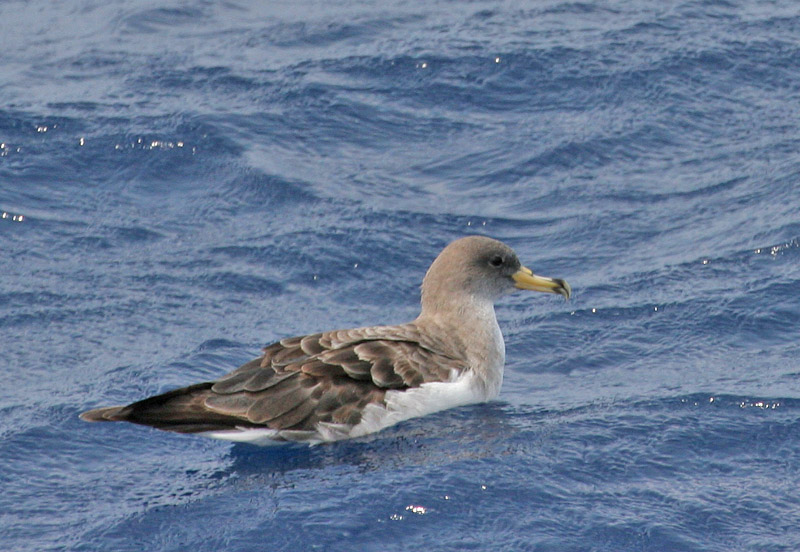 Calonectris diomedea Calonectris diomedea