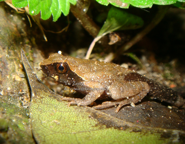 Boulenophrys omeimontis