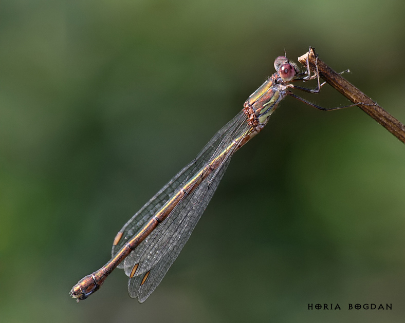 Lestes viridis Lestes viridis