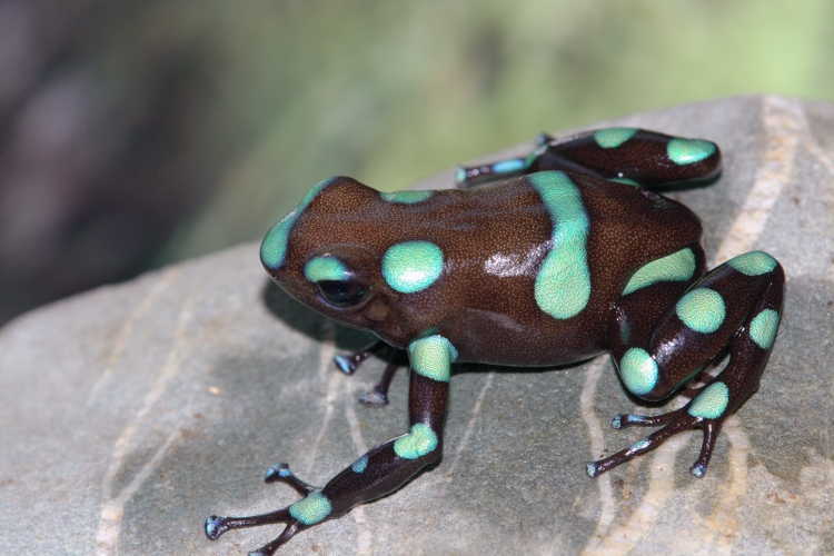 Dendrobates auratus Dendrobates auratus