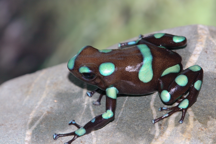 Dendrobates auratus