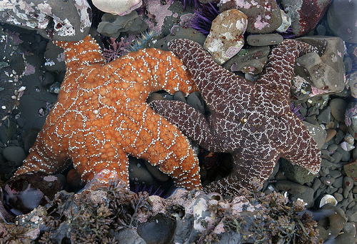 Pisaster ochraceus Pisaster ochraceus