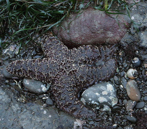 Pisaster ochraceus Pisaster ochraceus