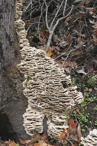 Bjerkandera adusta