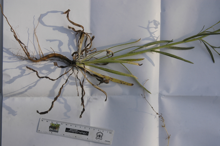 Amsinckia eastwoodiae