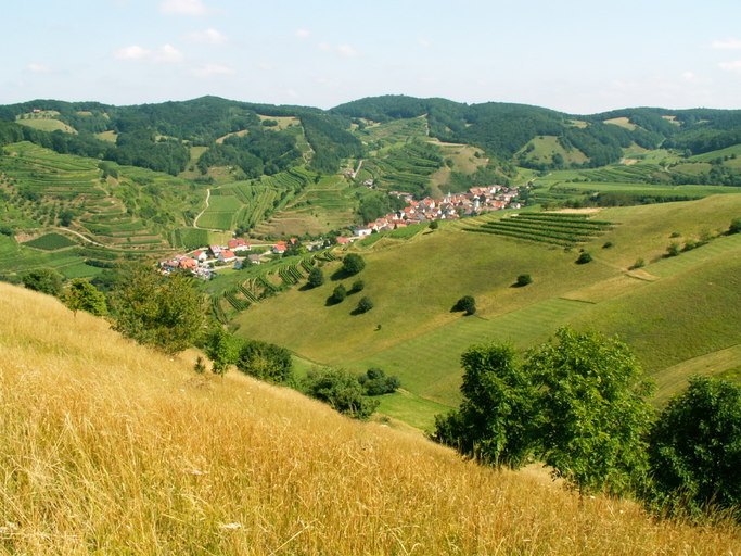 View from Badberg to the inner part of the Kaiserstuhl