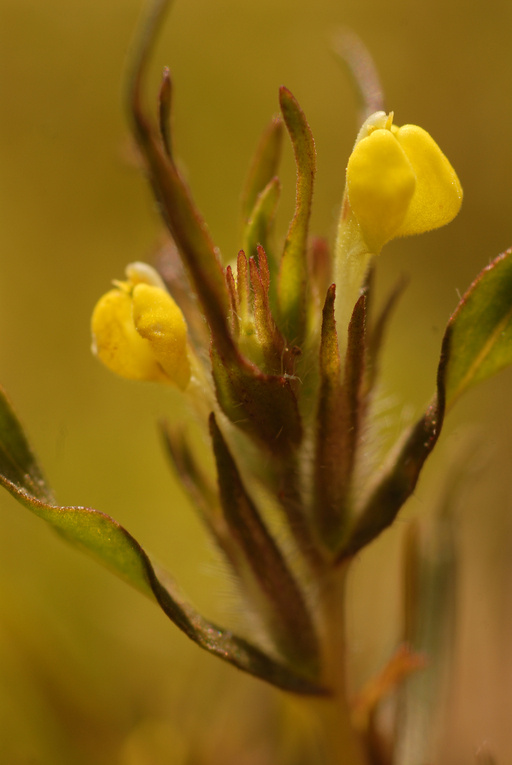 Castilleja campestris ssp. succulenta