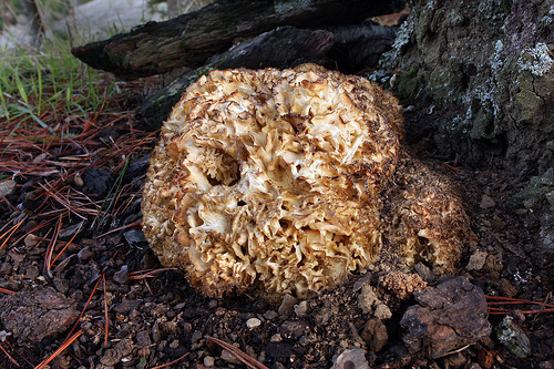 Sparassis crispa Sparassis crispa