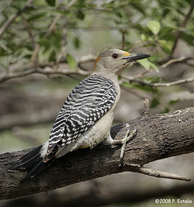 Melanerpes aurifrons