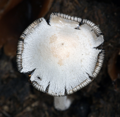 Coprinopsis nivea Coprinopsis nivea