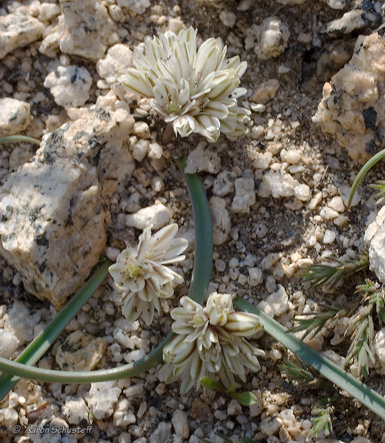 Allium obtusum var. obtusum