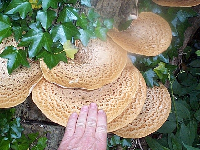 Polyporus squamosus