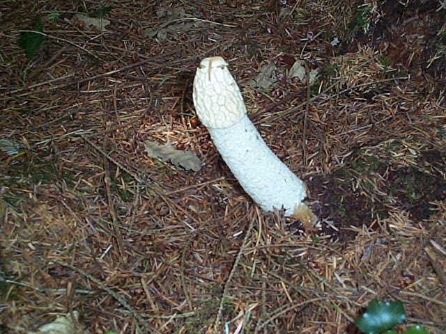 Phallus impudicus Phallus impudicus