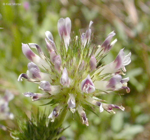 Trifolium obtusiflorum