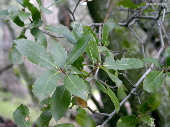 Quercus wislizeni var. wislizeni