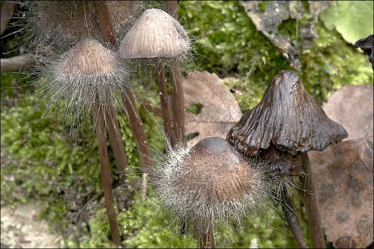 Spinellus fusiger