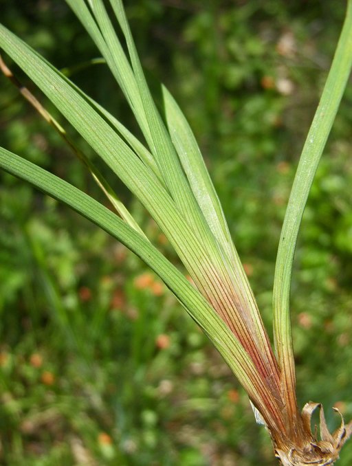 Juncus falcatus ssp. falcatus