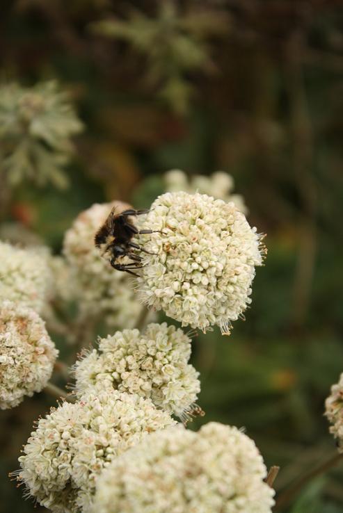 Eriogonum latifolium