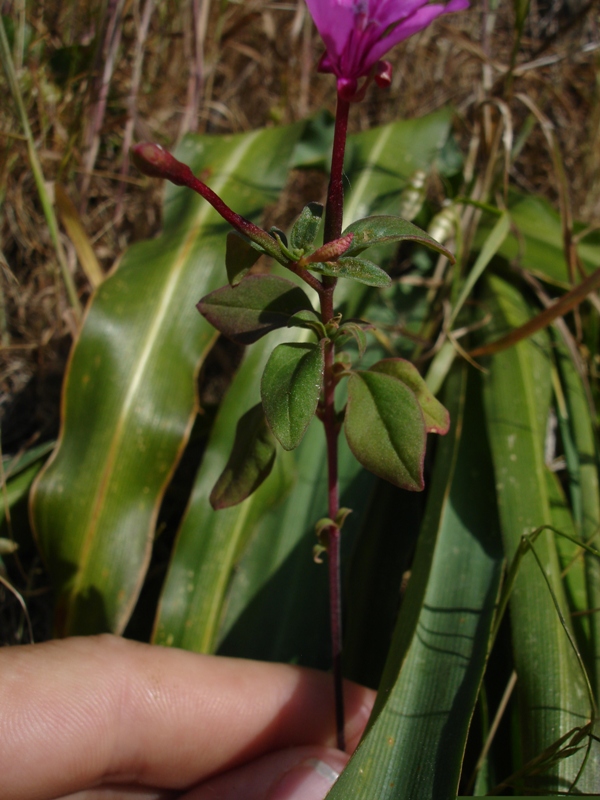 Clarkia concinna ssp. raichei Clarkia concinna ssp. raichei