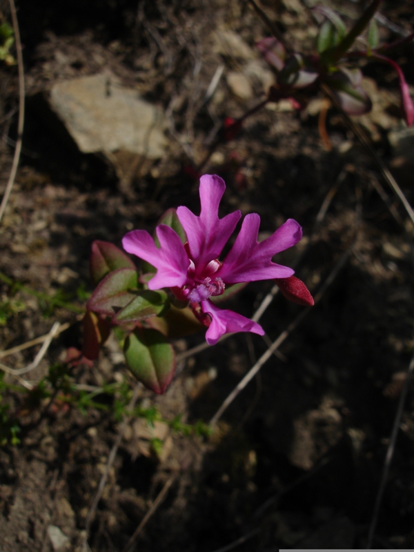 Clarkia concinna ssp. raichei Clarkia concinna ssp. raichei