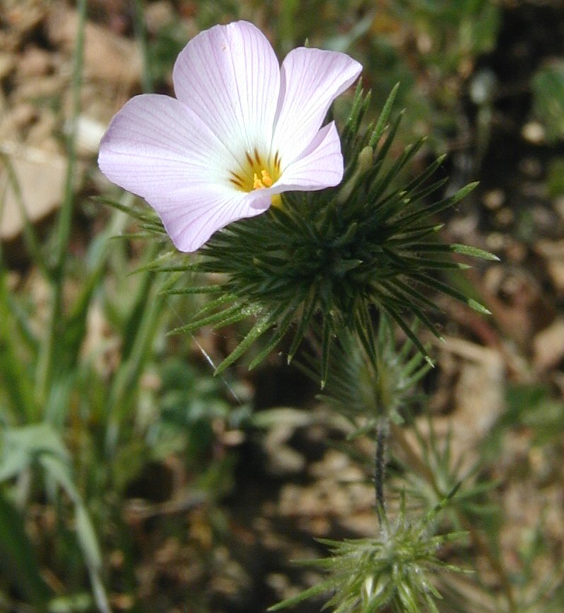 Leptosiphon grandiflorus