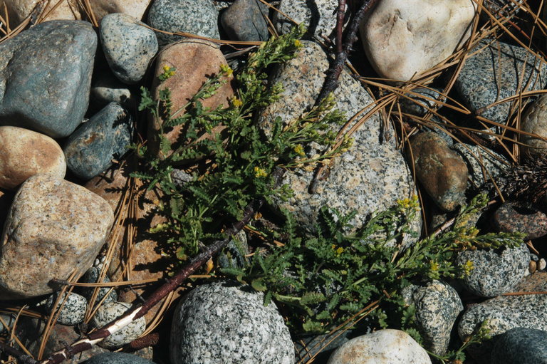Rorippa subumbellata Rorippa subumbellata