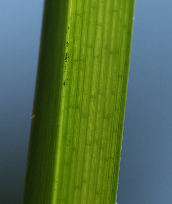 Carex utriculata