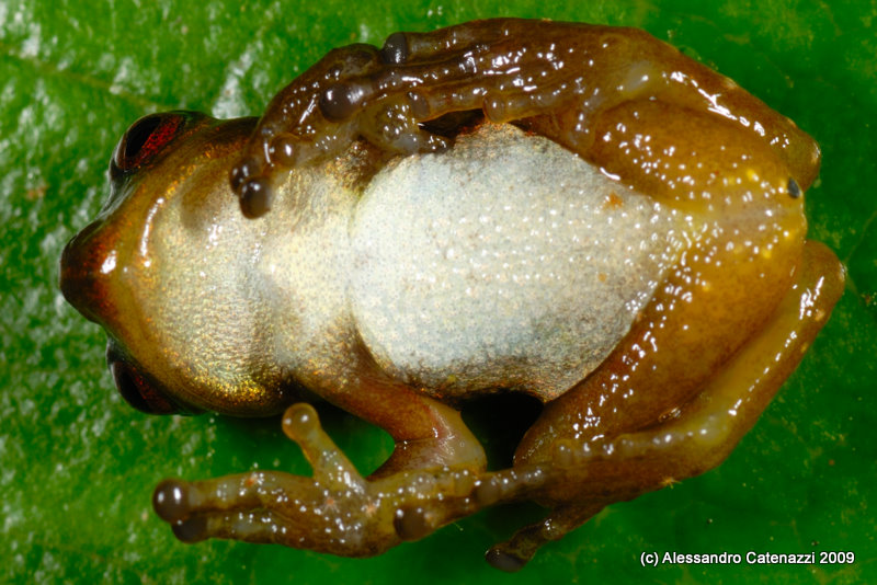 Gastrotheca antoniiochoai