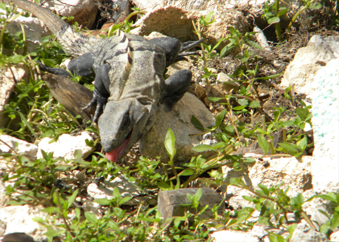 Ctenosaura similis Ctenosaura similis