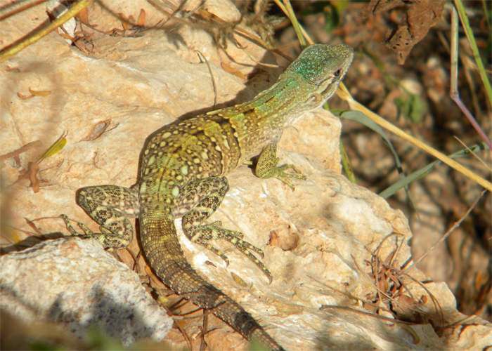 Ctenosaura similis Ctenosaura similis
