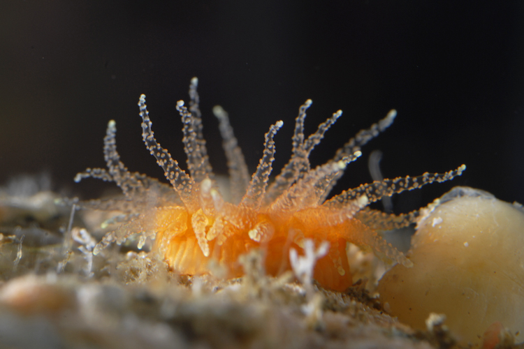 Balanophyllia elegans Balanophyllia elegans