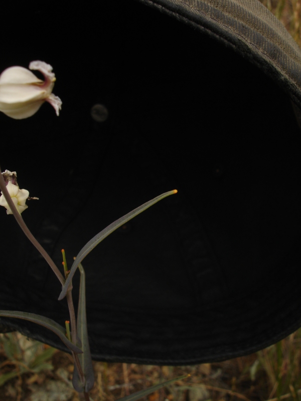 Streptanthus glandulosus ssp. albidus Streptanthus glandulosus ssp. albidus