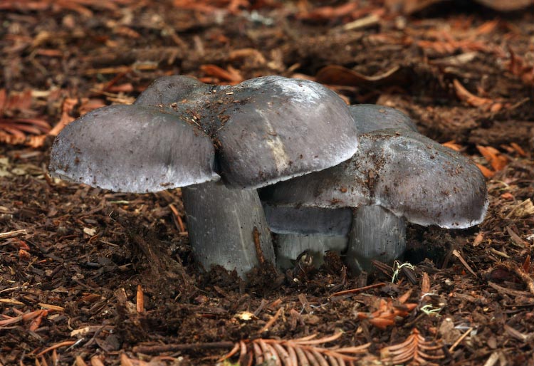 Entoloma bloxamii Entoloma bloxamii