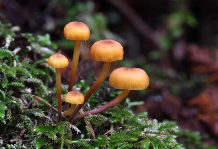 Xeromphalina campanella