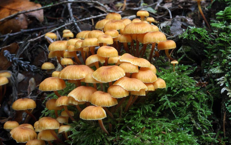 Xeromphalina campanella Xeromphalina campanella