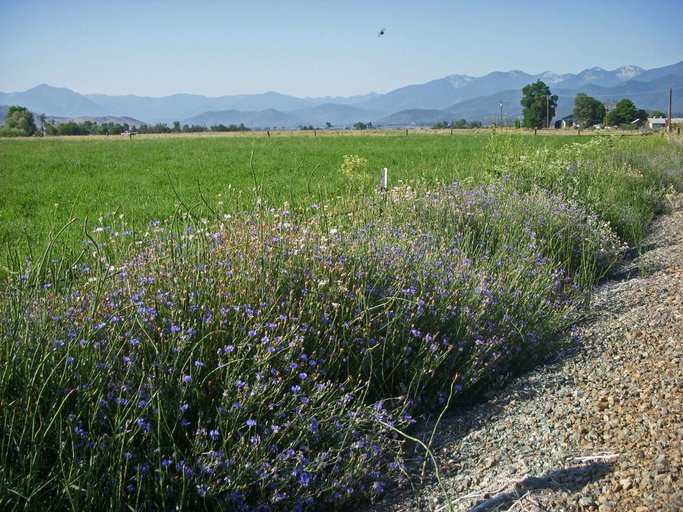 Centaurea cyanus Centaurea cyanus