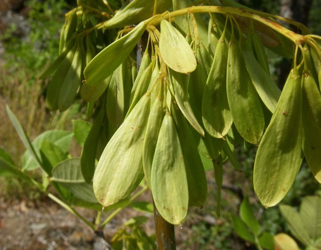 Fraxinus latifolia