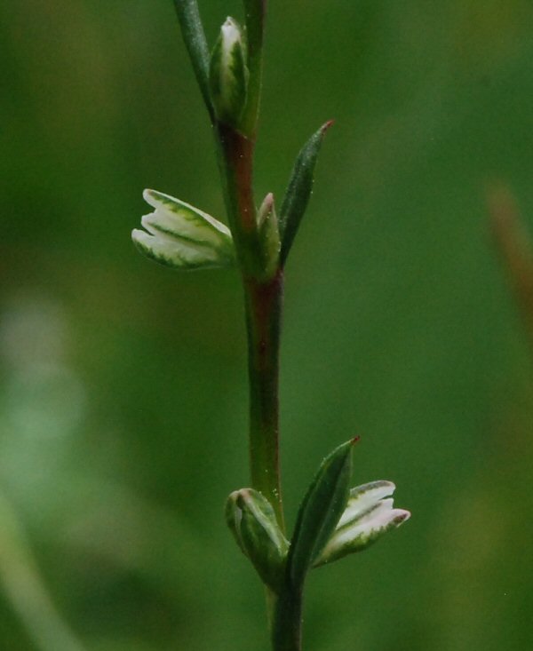 Polygonum sawatchense ssp. oblivium