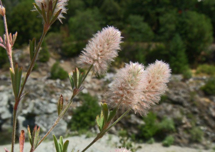 Trifolium arvense Trifolium arvense